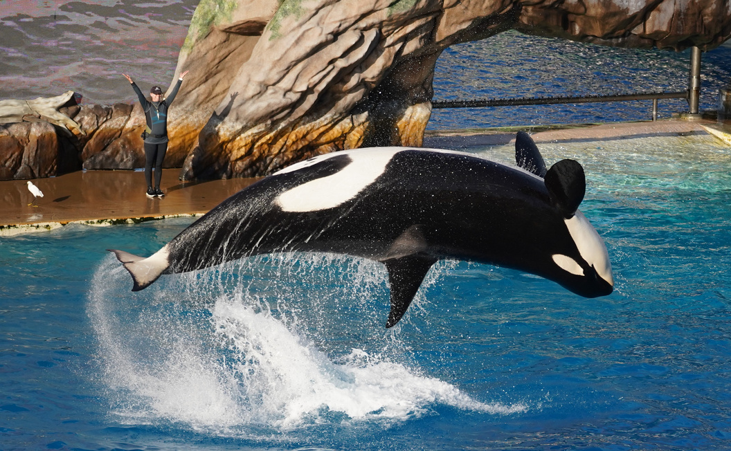 Black and White Whale on Water